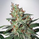 Carnival (Ministry of Cannabis) feminized