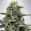 White Widow (Ministry of Cannabis) feminized