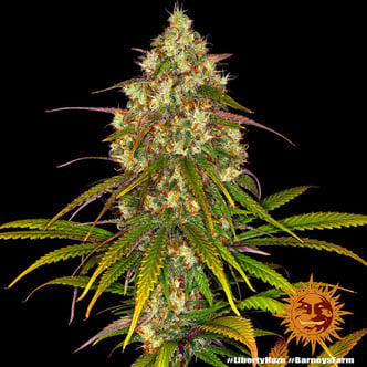 Liberty Haze (Barney's Farm) feminized