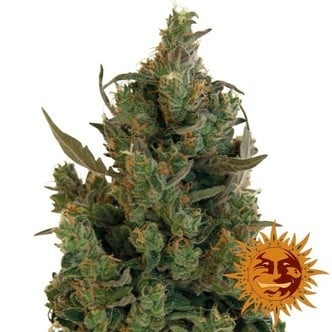 Blue Cheese (Barney's Farm) feminized