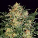 Autoflowering White Russian (Serious Seeds) feminized