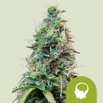 Amnesia Haze Automatic (Royal Queen Seeds) feminized