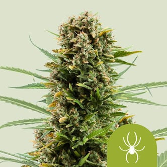 White Widow Automatic (Royal Queen Seeds) feminized