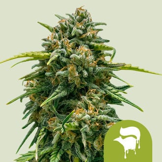 Sweet Skunk Automatic (Royal Queen Seeds) feminized