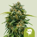 Sweet Skunk Automatic (Royal Queen Seeds) feminized