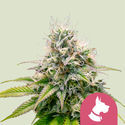 Kali Dog (Royal Queen Seeds) feminized