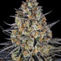 LSD (Barney's Farm) feminized