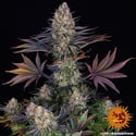 LSD (Barney's Farm) feminized