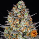 LSD (Barney's Farm) feminized