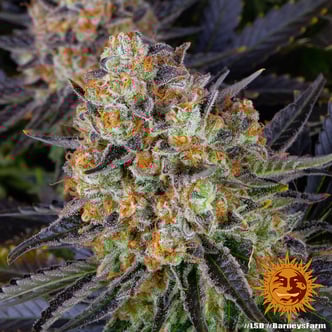 LSD (Barney's Farm) feminized