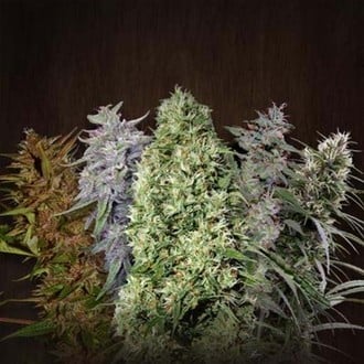 ACE Mix (ACE Seeds) feminized