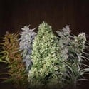 ACE Mix (ACE Seeds) feminized