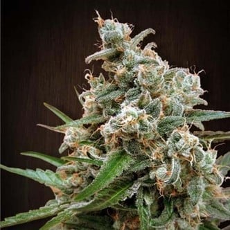 Nepalese Jam (ACE Seeds) feminized