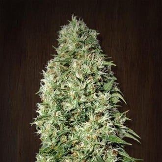 Orient Express (ACE Seeds) feminized