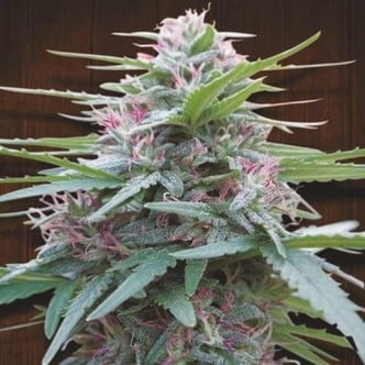 Panama (ACE Seeds) feminized