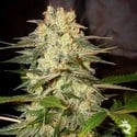 Afghan Kush Ryder Automatic (World Of Seeds) feminized