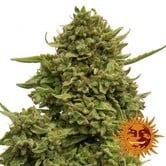 Pineapple Chunk (Barney's Farm) gefeminiseerd