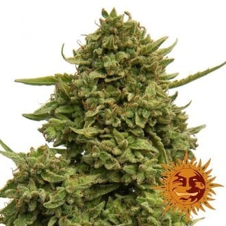 Pineapple Chunk (Barney's Farm) feminized