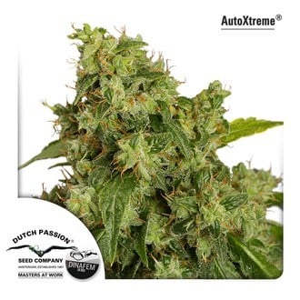 Auto Xtreme (Dutch Passion) feminized