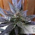 Auto Xtreme (Dutch Passion) feminized