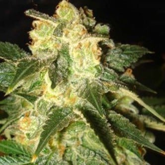 Pakistan Ryder (World Of Seeds) feminized