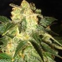 Pakistan Ryder Automatic (World Of Seeds) feminized