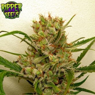 Ripper Haze (Ripper Seeds) feminized