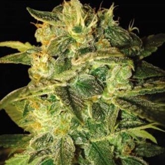 Sugar Mango Ryder Automatic (World Of Seeds) feminized