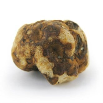 Tampanensis Magic Truffels
