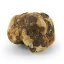 Tampanensis Magic Truffels