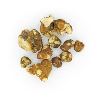 Tampanensis Magic Truffels