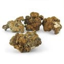 Hollandia Magic Truffels