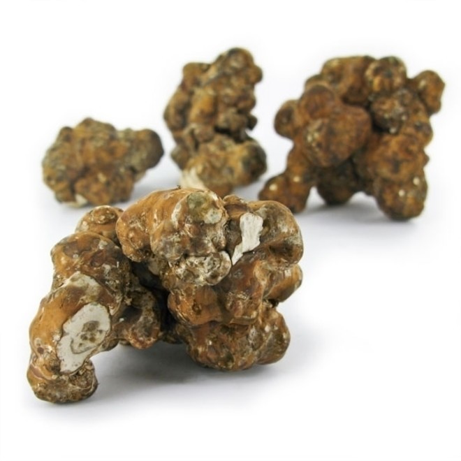 magic truffels utopia - zamnesia