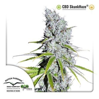 CBD Skunkhaze (Dutch Passion) feminized