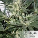 CBD Skunk Haze (Dutch Passion) feminized