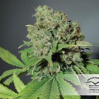 CBD Skunk Haze (Dutch Passion) feminized