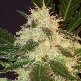 Widow (CBD Seeds) feminized