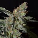 Shark (CBD Seeds) feminized