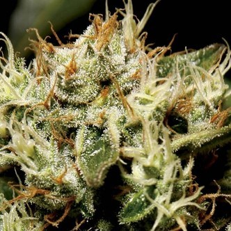 Yumbolt (CBD Seeds) feminized