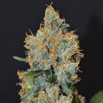 Lavender (CBD Seeds) feminized