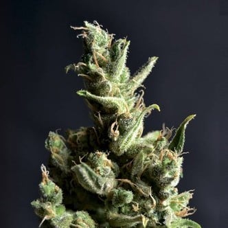 Amnesia 5 (CBD Seeds) feminized