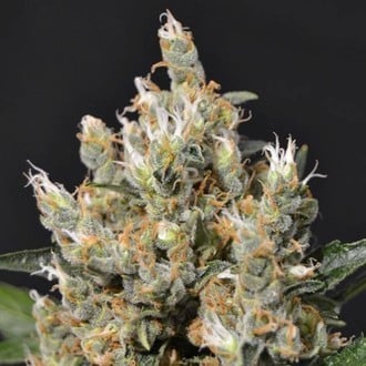 Kali (CBD Seeds) feminized