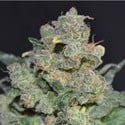 Cheese (CBD Seeds) feminized