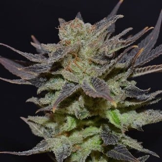 Auto Lavender (CBD Seeds) feminized