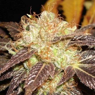 Auto Diesel (CBD Seeds) feminized