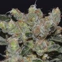 Zen (CBD Seeds) feminized