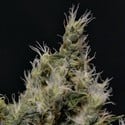 Vanilla Haze (CBD Seeds) feminized