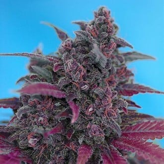 Dark Devil Auto (Sweet Seeds) feminized