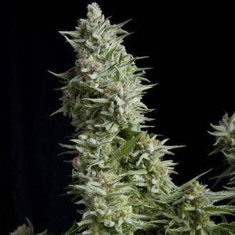 Alpujarreña (Pyramid Seeds) feminized