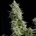Alpujarreña (Pyramid Seeds) feminized
